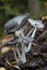 normal_lite_dsc_0218_t1.jpg
