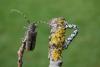 normal_lite_dsc_0227_t1.jpg
